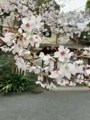 阿佐ヶ谷神明宮の自然