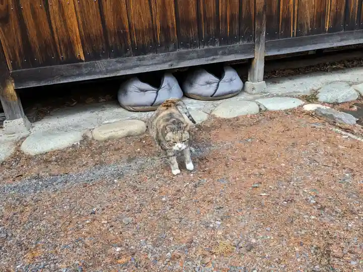 八幡社(柏井町)の動物