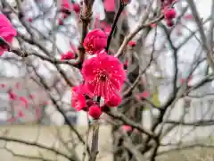 北野神社の自然