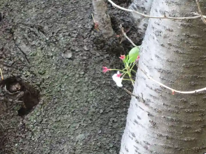 弥生神社の自然