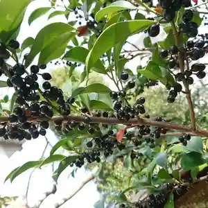 三輪神社の自然(2021年11月10日(水) 11時58分34秒投稿)