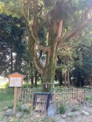 伊弉諾神社(埼玉県)