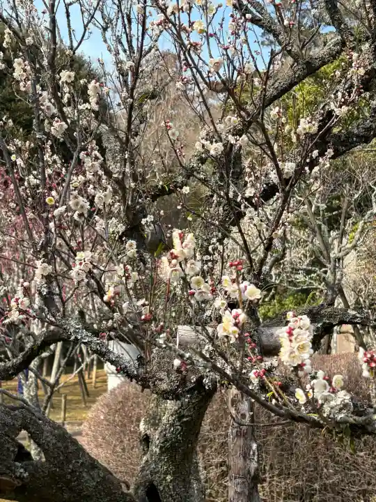 成田山醫王殿の{uncategorized: "未分類", other: "その他", undefined: "問題あり", building: "その他建物", grave: "お墓", sacred_gate: "鳥居", guardian: "狛犬", statue: "像", buddha: "仏像", history: "歴史", nature: "自然", garden: "庭園", animal: "動物", pagoda: "塔", temizu: "手水舎", mountain_gate: "山門・神門", sanctuary: "本殿・本堂", subordinate: "末社・摂社", art: "芸術", scenery: "景色", jizo: "地蔵", ema: "絵馬", goshuin: "御朱印", omikuji: "おみくじ", items: "授与品その他", amulet: "お守り", goshuincho: "御朱印帳", eats: "食事", festival: "お祭り", votive_dance: "神楽", shichigosan: "七五三参", wedding: "結婚式", experience: "体験その他", initially: "初詣", around: "周辺", anti_infection: "感染症対策"}