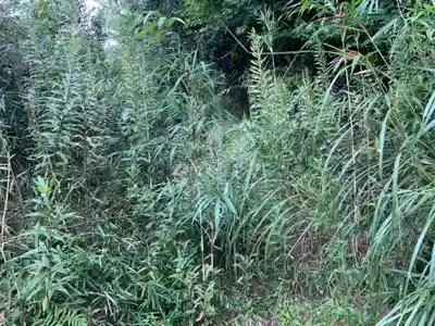 秋葉神社の自然