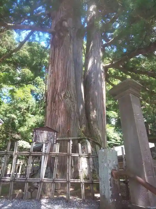 戸隠神社中社の自然