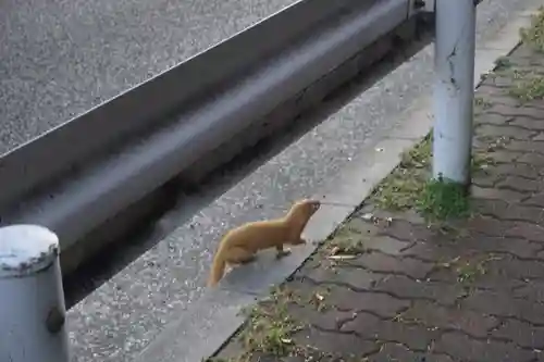 諏訪神社・諏訪山稲荷神社の動物