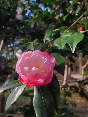 沙沙貴神社の自然
