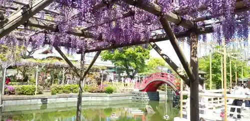 亀戸天神社の庭園