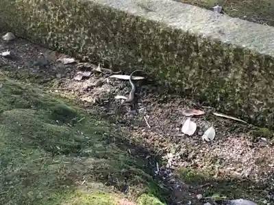 多田神社の動物