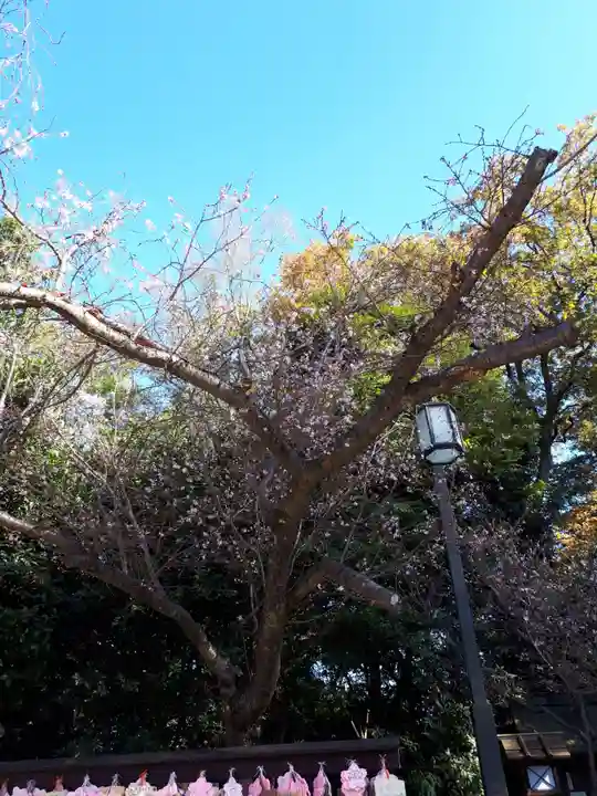 櫻木神社の自然