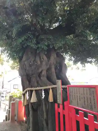 八幡大神の自然