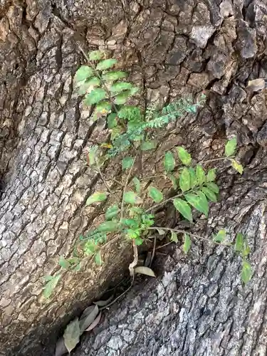 三輪神社の自然