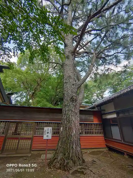 前原御嶽神社の自然