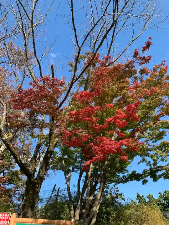 高尾山薬王院の自然