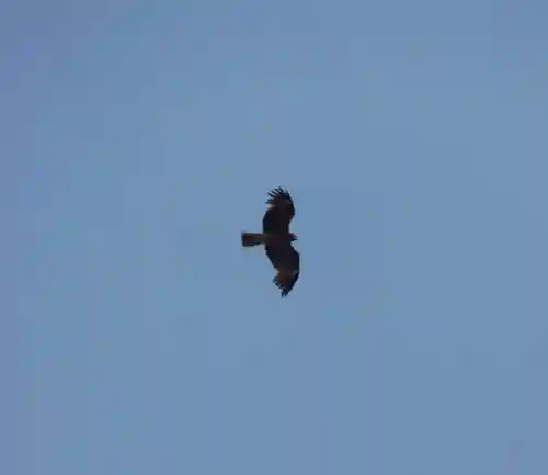 留辺蘂神社の動物