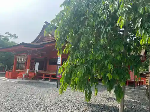 富士山本宮浅間大社の本殿