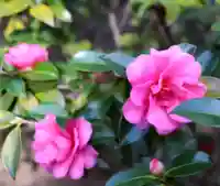 三津厳島神社の自然