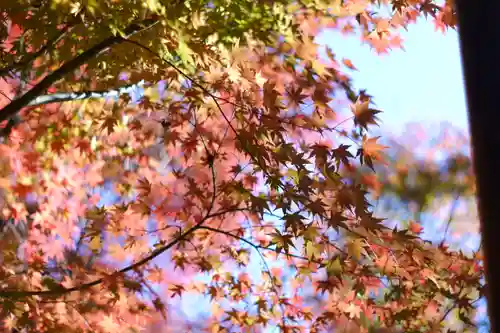 禅林寺（永観堂）(京都府)