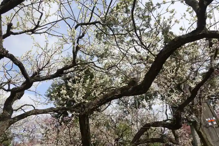 北野天満宮の自然