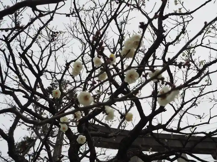隅田川神社の自然