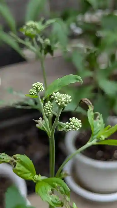 行願寺(革堂)(京都府)
