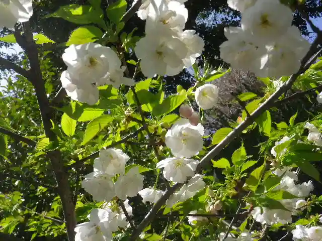 御霊神社の自然