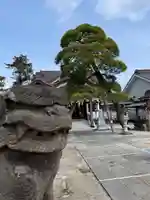 高靇神社の狛犬