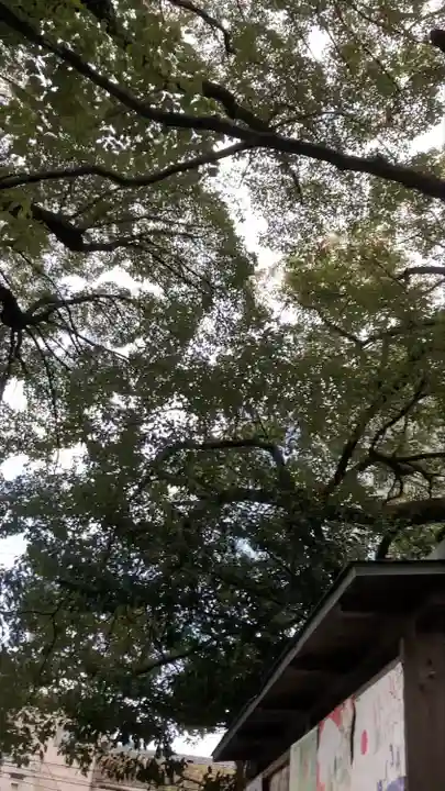 若一神社の自然