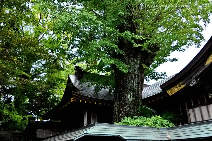 麻賀多神社(千葉県)