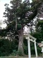 熊野大神(千葉県)