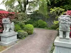 貴雲寺の狛犬