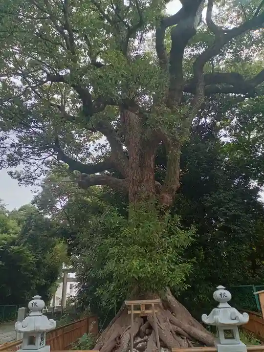 和泉國一之宮 大鳥大社(大阪府)