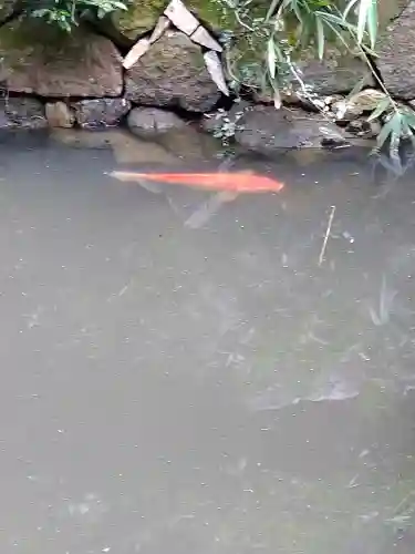 日本第一熊野神社の動物