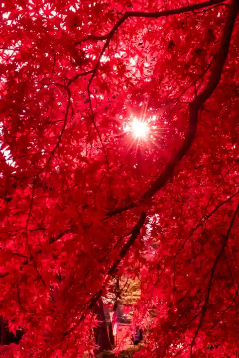 大原野神社(京都府)