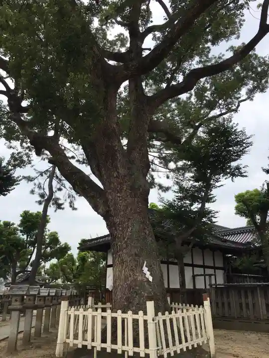 鴨高田神社の自然
