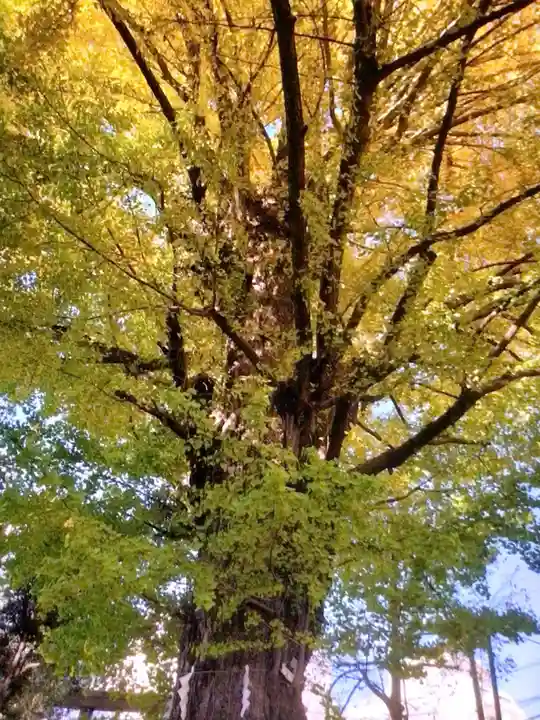 鳩森八幡神社の自然