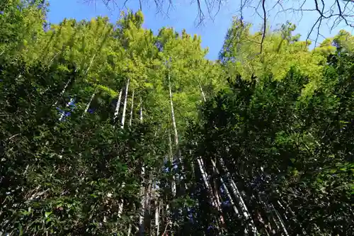 日枝神社の自然