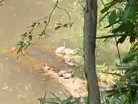 明治神宮の動物