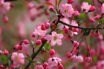 阿久津「田村神社」（郡山市阿久津町）旧社名：伊豆箱根三嶋三社の庭園