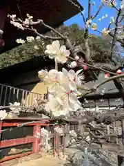 日吉神社の自然