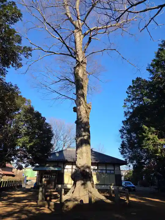 堀兼神社(浅間宮)(埼玉県)