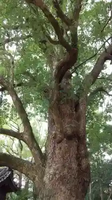 道明寺天満宮(大阪府)