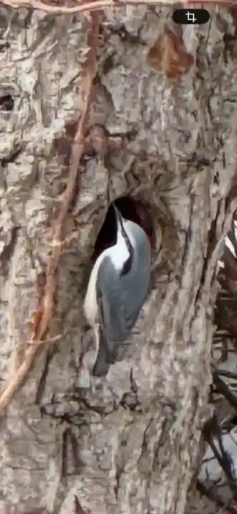 琴平神社(北海道)