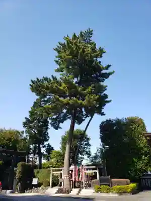 中野沼袋氷川神社(東京都)