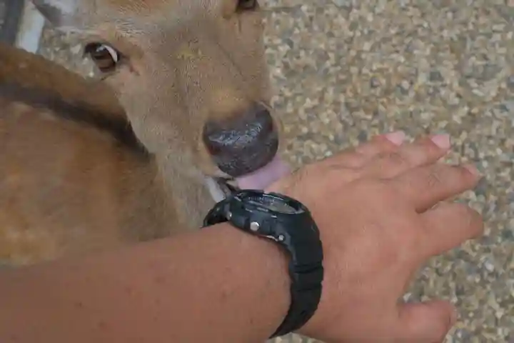 春日大社の動物