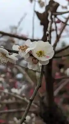 北野天満宮(京都府)