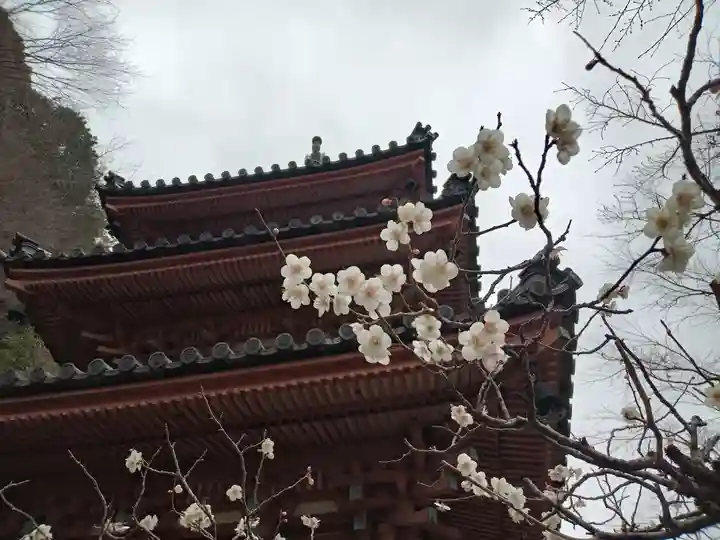 三室戸寺(京都府)