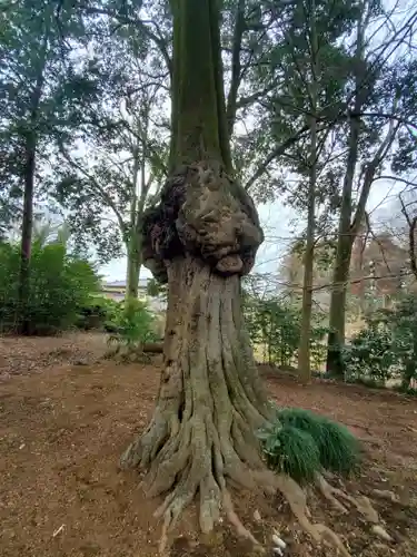 樋口雷神社の自然