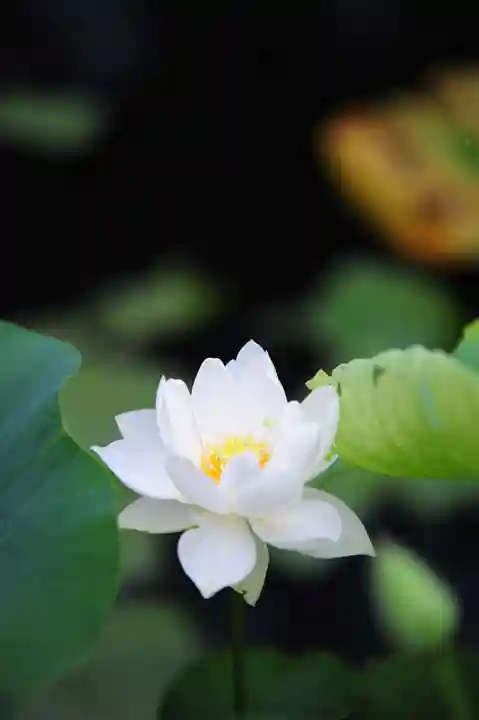 浄土寺(兵庫県)