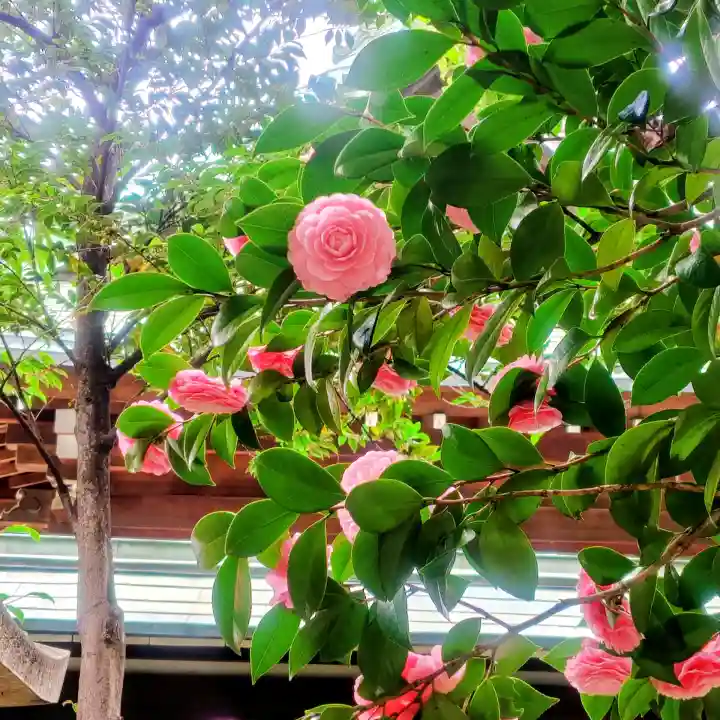 白金氷川神社の{uncategorized: "未分類", other: "その他", undefined: "問題あり", building: "その他建物", grave: "お墓", sacred_gate: "鳥居", guardian: "狛犬", statue: "像", buddha: "仏像", history: "歴史", nature: "自然", garden: "庭園", animal: "動物", pagoda: "塔", temizu: "手水舎", mountain_gate: "山門・神門", sanctuary: "本殿・本堂", subordinate: "末社・摂社", art: "芸術", scenery: "景色", jizo: "地蔵", ema: "絵馬", goshuin: "御朱印", omikuji: "おみくじ", items: "授与品その他", amulet: "お守り", goshuincho: "御朱印帳", eats: "食事", festival: "お祭り", votive_dance: "神楽", shichigosan: "七五三参", wedding: "結婚式", experience: "体験その他", initially: "初詣", around: "周辺", anti_infection: "感染症対策"}